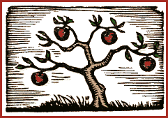 An Apple Tree