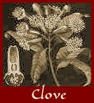 Clove