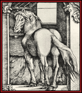 A Stallion